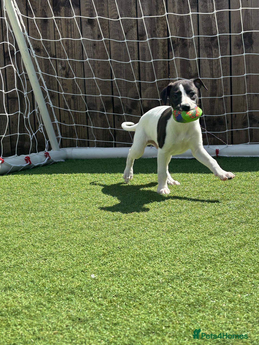Whippet dogs for sale: One girl left ready to leave  - Image 4