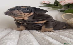English Bulldog dogs for sale: Top quality English bulldog puppies  - Image 15