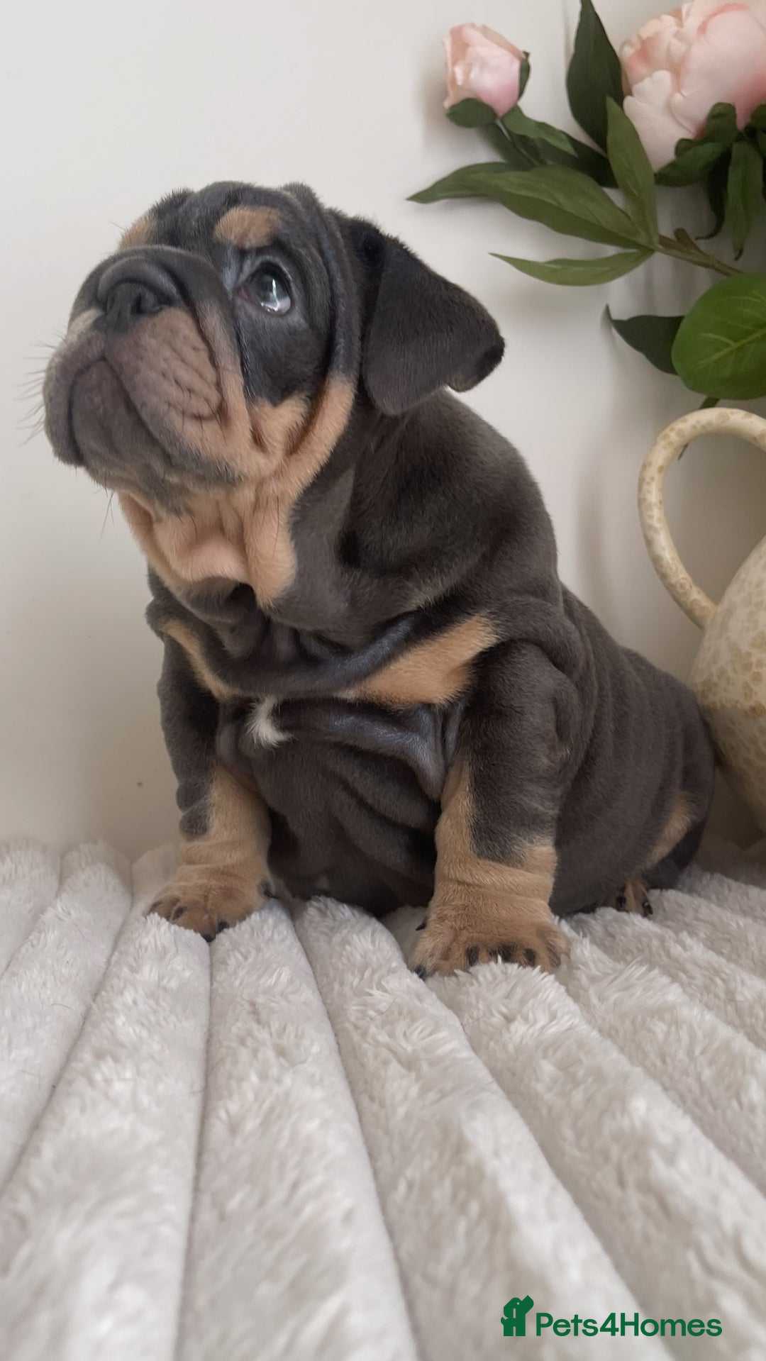 English Bulldog dogs for sale: Top quality English bulldog puppies  - Image 15
