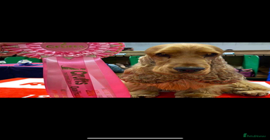 Cocker Spaniel dogs - Advert 13