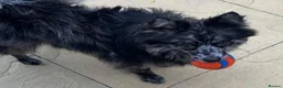 Pomeranian dogs for stud: NEXT GEN BLUE MERLE POM PUPS INCOMING - Advert 12