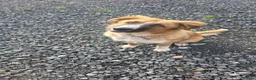 Mixed Breed dogs for sale: Rare Highland Sheppard Puppies Alabai Cross  - Advert 28