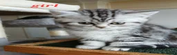 British Shorthair cats for sale: Bsh. Tabby kittens. - Advert 7