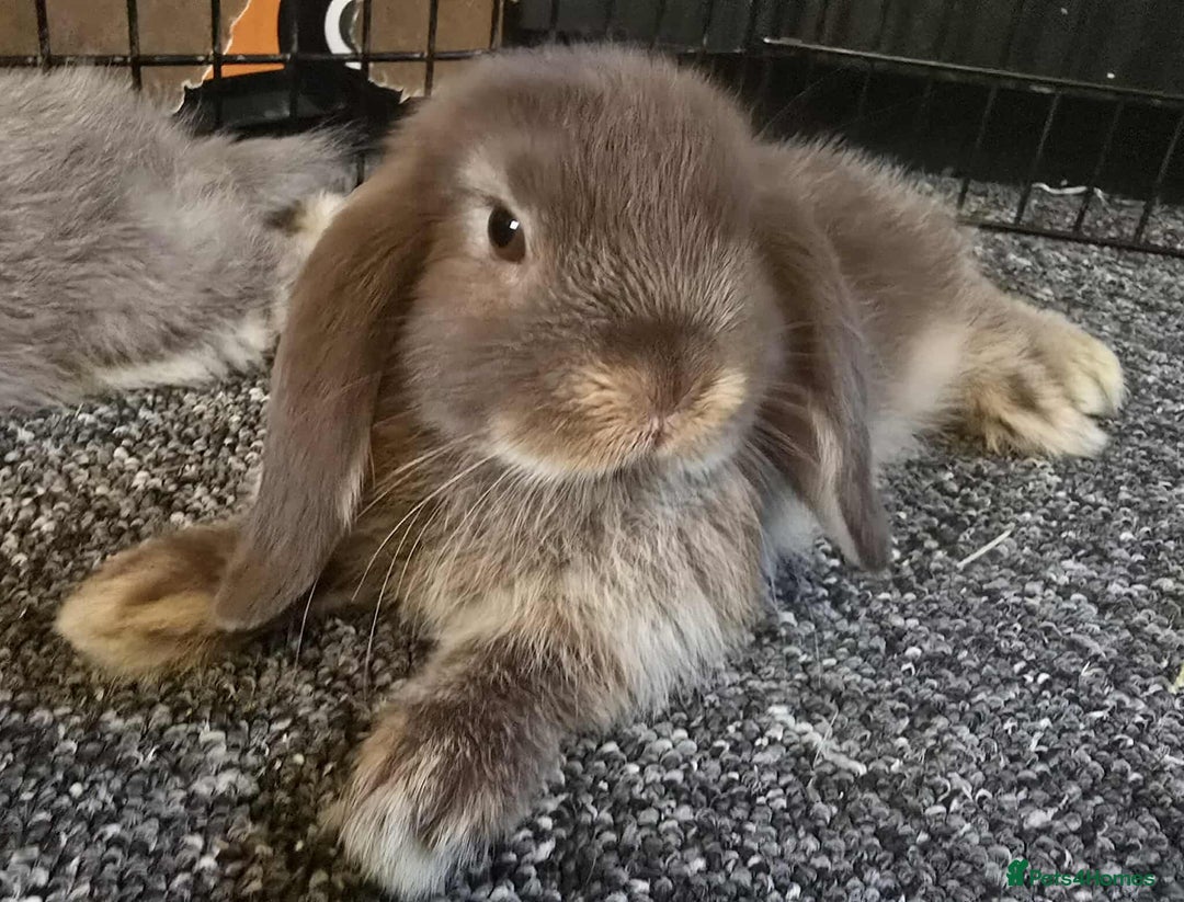 Mini Lop rabbits for sale: Pure bred mini lops ready to go - Image 8