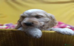 Cocker Spaniel dogs for sale: ❤️Adorable Quality Show Type Cocker Spaniels 🩵 - Image 19