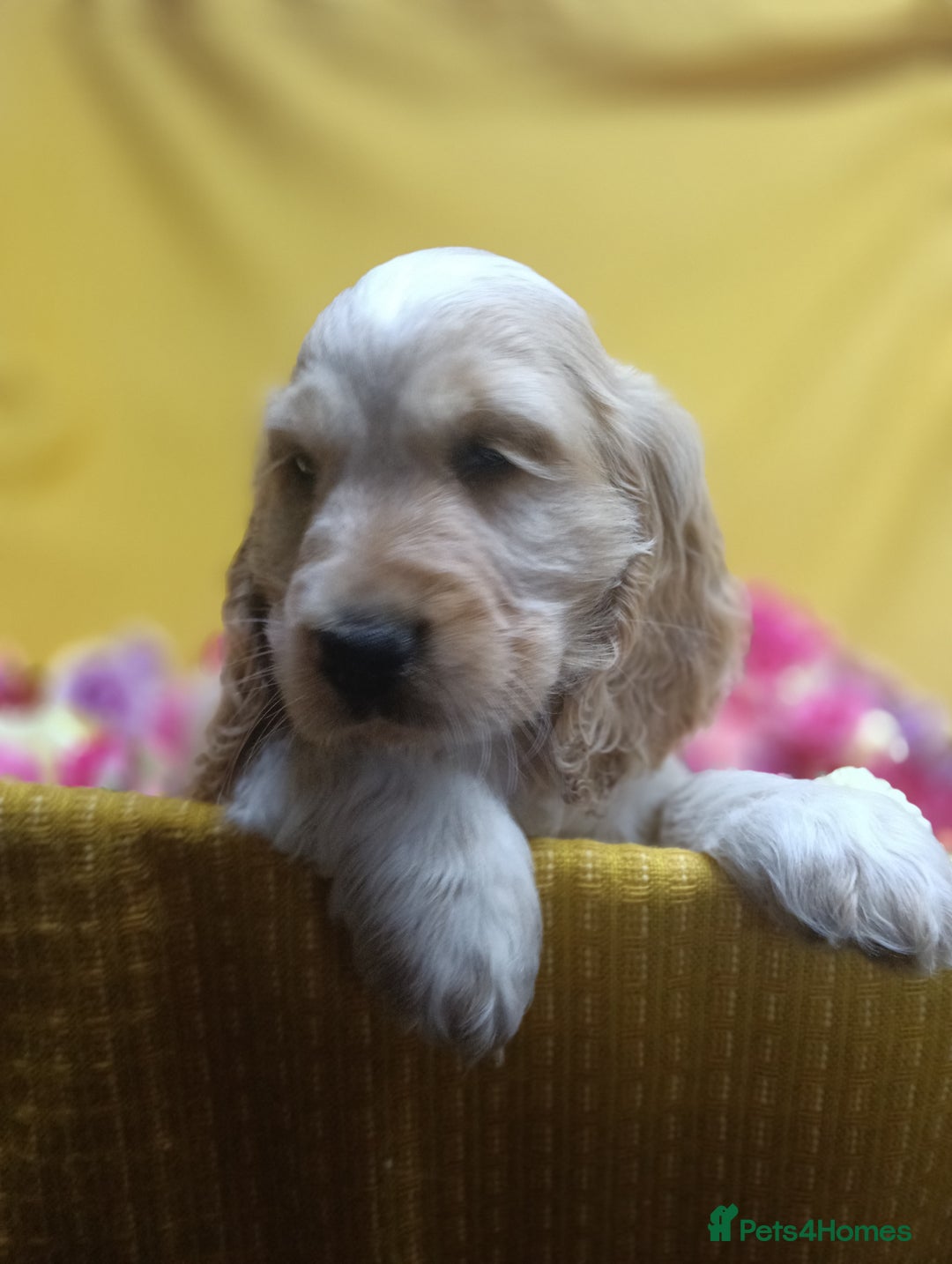 Cocker Spaniel dogs for sale: ❤️Adorable Quality Show Type Cocker Spaniels 🩵 - Image 19