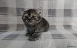 Scottish Fold cats for sale: Scottish-fold/straight ears kittens grey colour - Image 12