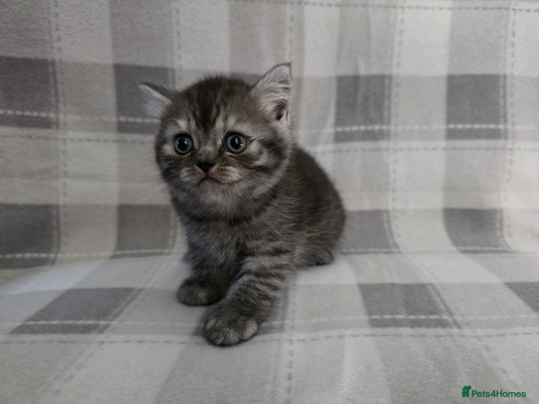 Scottish Fold cats for sale: Scottish-fold/straight ears kittens grey colour - Image 12