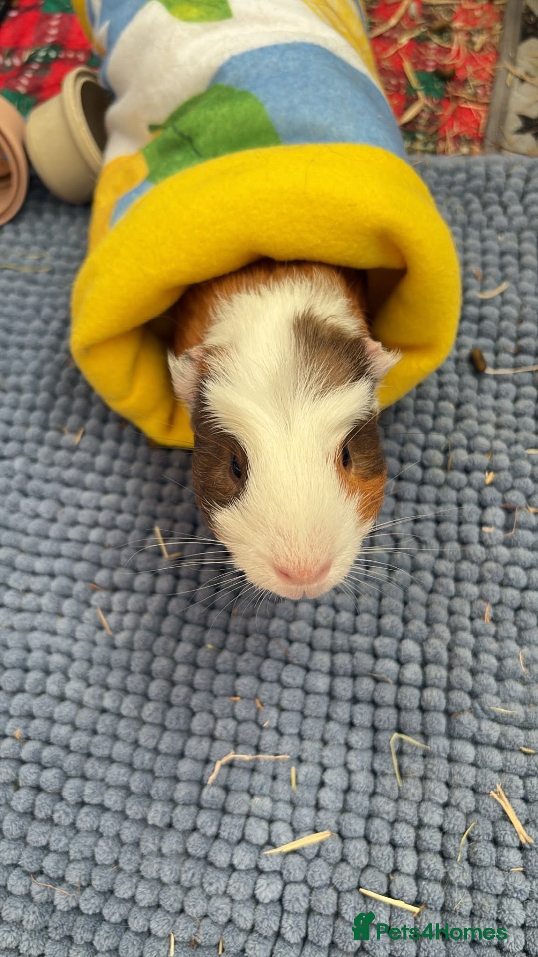 Guinea Pig rodents Male crested guinea pig - Advert 1