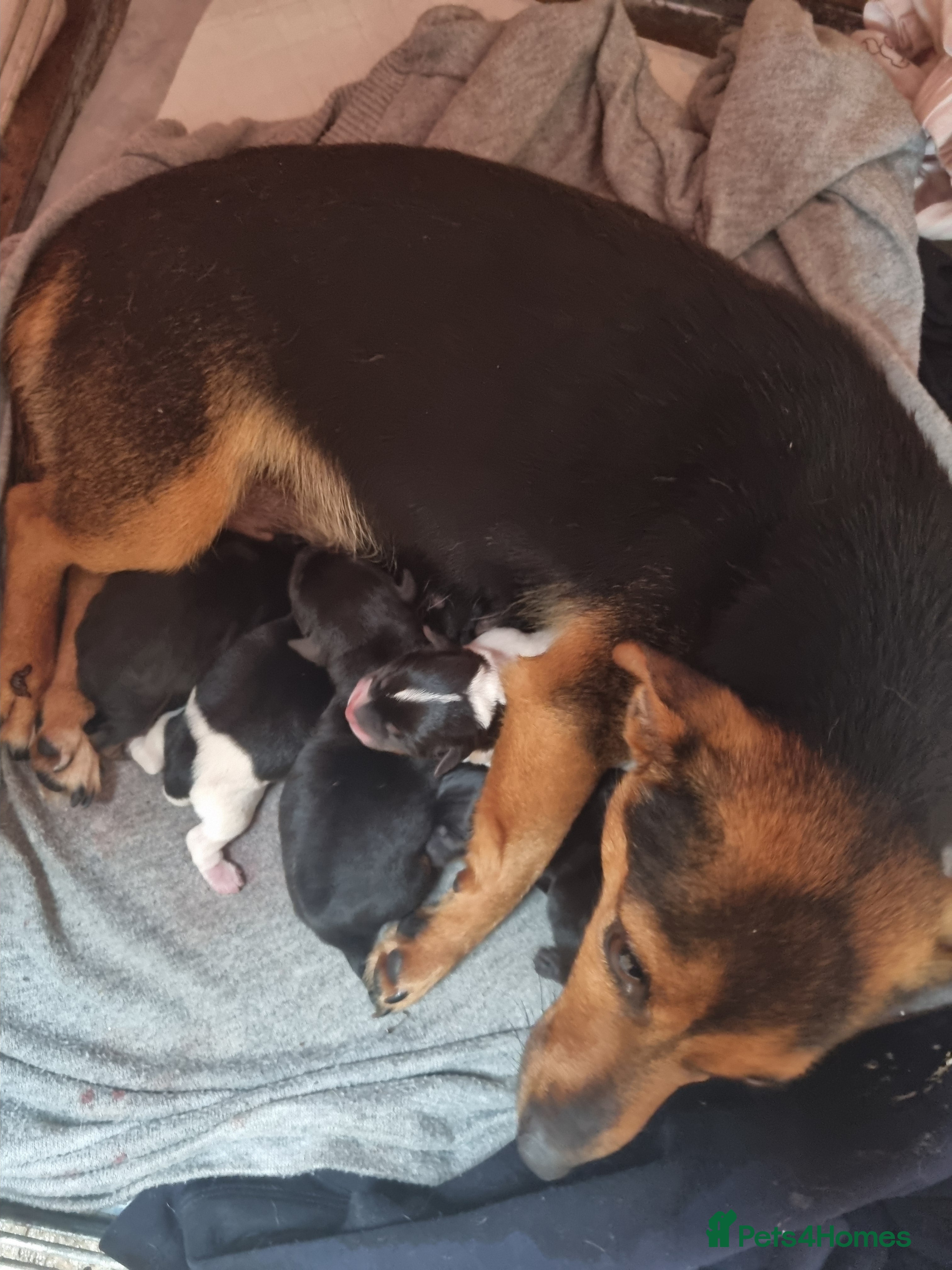 Jack Russell dogs Jack Russell litter - Advert 5