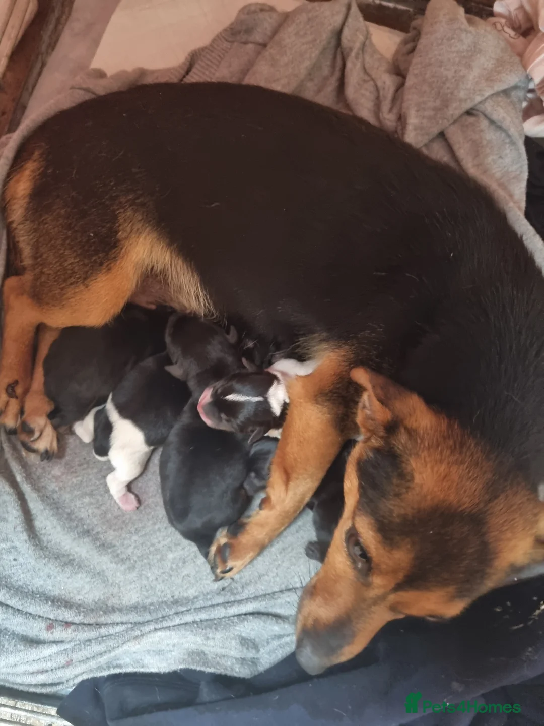 Jack Russell dogs for sale: Jack Russell litter - Advert 1