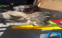 Dachshund dogs for sale: Teckle Dachshund  - Advert 2