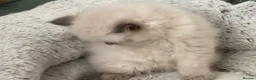 Ragdoll cats for sale: Perfect Blue Point Ragdoll kittens. - Advert 10