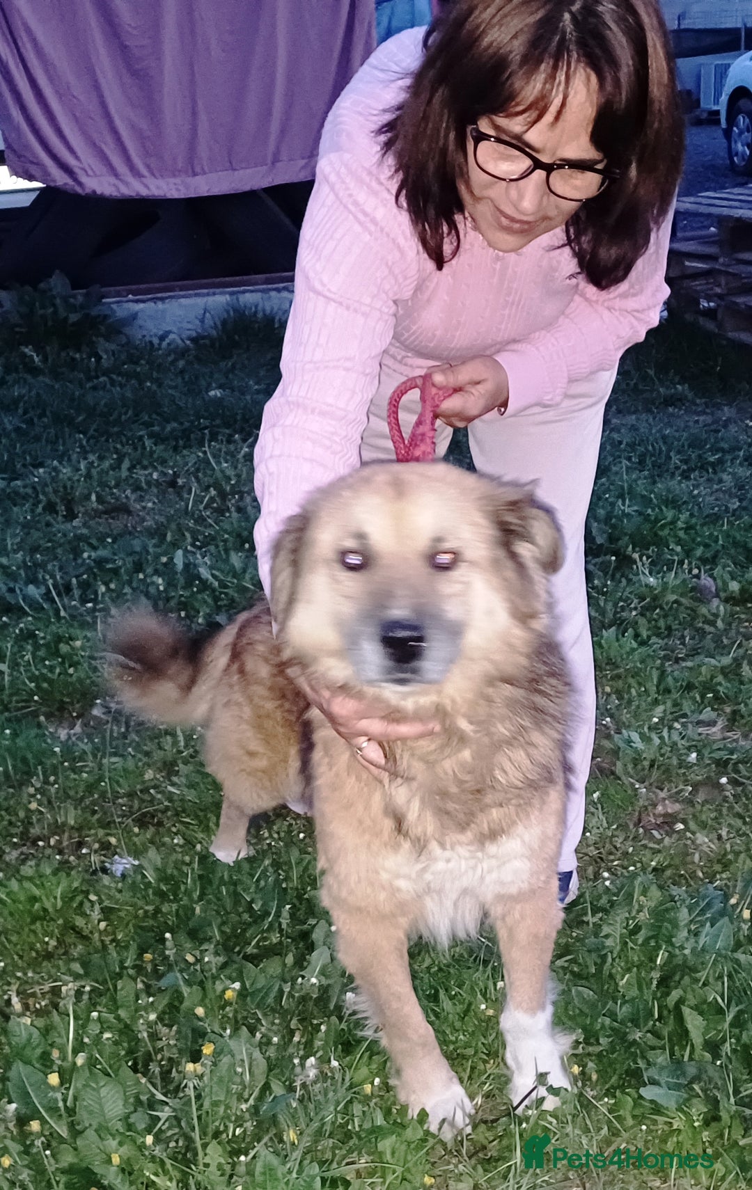 Mixed Breed dogs for adoption: BENNY - a loyal and gentle boy for a Loving Home - Image 4