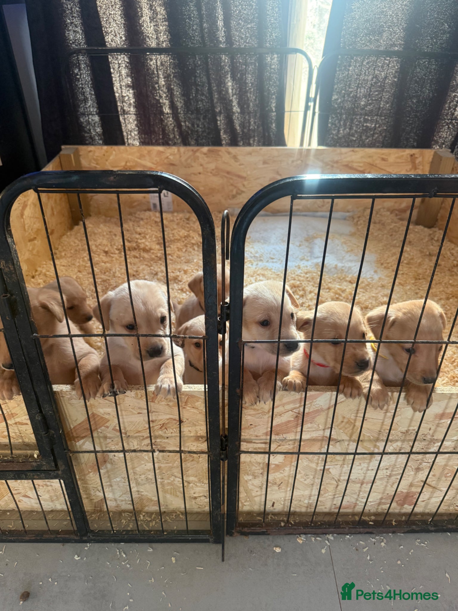 Labrador Retriever dogs Kc reg Labrador pups * READY NOW *  - Advert 2
