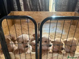 Labrador Retriever dogs Kc reg Labrador pups * READY NOW * - Advert 2