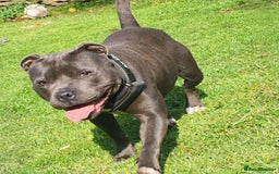 Staffordshire Bull Terrier dogs for sale: Solid blues SBT - Image 6