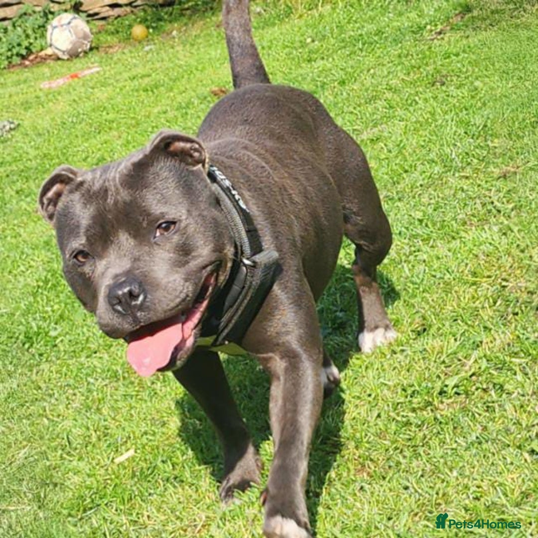 Staffordshire Bull Terrier dogs for sale: Solid blues SBT - Image 6