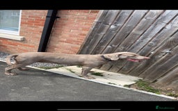 Weimaraner dogs for sale: Hugo  - Image 4