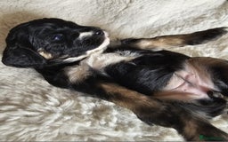 Cockapoo dogs for sale: Cockapoo pups (F1b) - Image 4