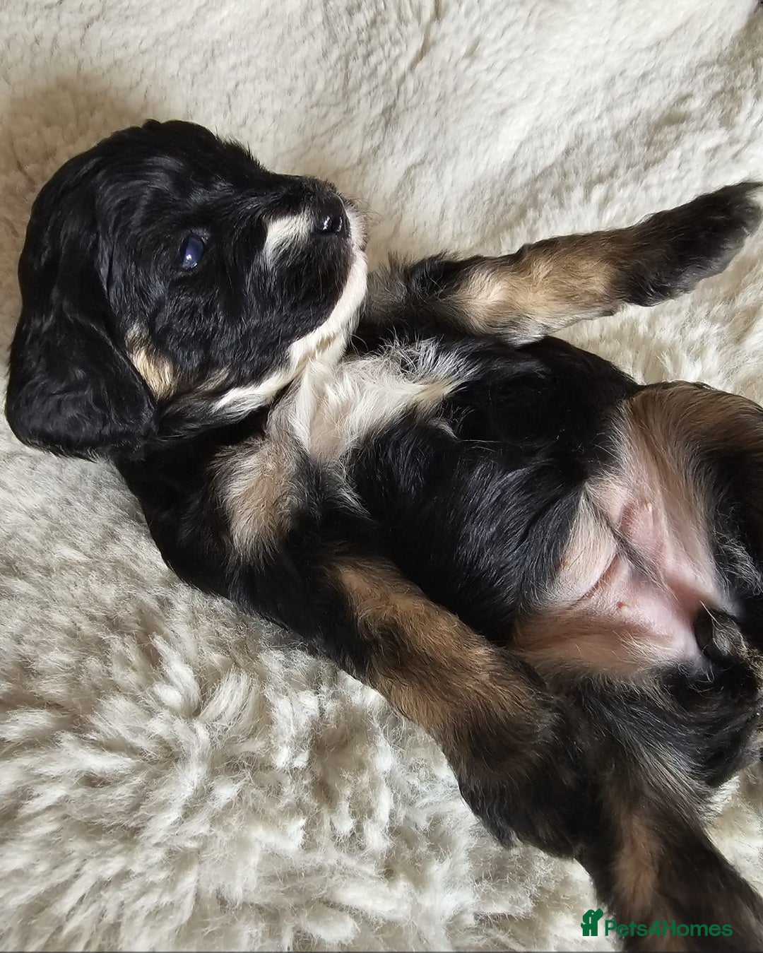 Cockapoo dogs for sale: Cockapoo pups (F1b) - Image 4