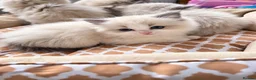 Ragdoll cats for sale: Gorgeous Ragdoll kittens  - Advert 6