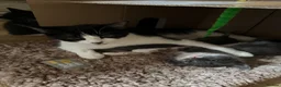 Mixed Breed cats for sale: 2 kittens available - Advert 1