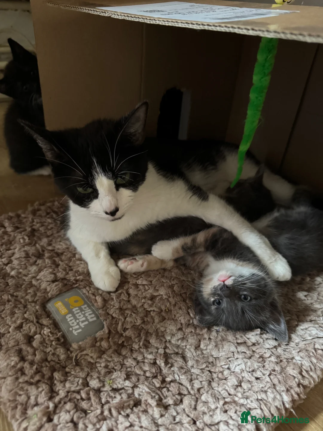 Mixed Breed cats for sale: 2 kittens available - Advert 1