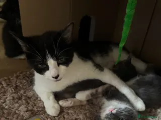 Mixed Breed cats 2 kittens available - Advert 1