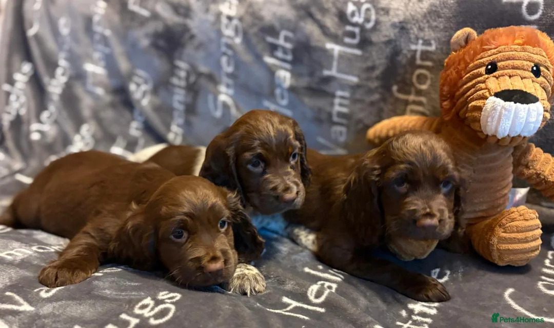 Cocker Spaniel dogs for sale: Cocker spaniels - Advert 17