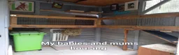 Continental Giant rabbits for sale: Continentals ready now - Advert 26