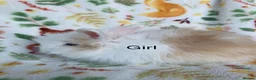 Angora rabbits for sale: Adorable angora babies - Advert 9