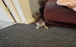 Bengal cats for sale: Silver bengals - Image 6