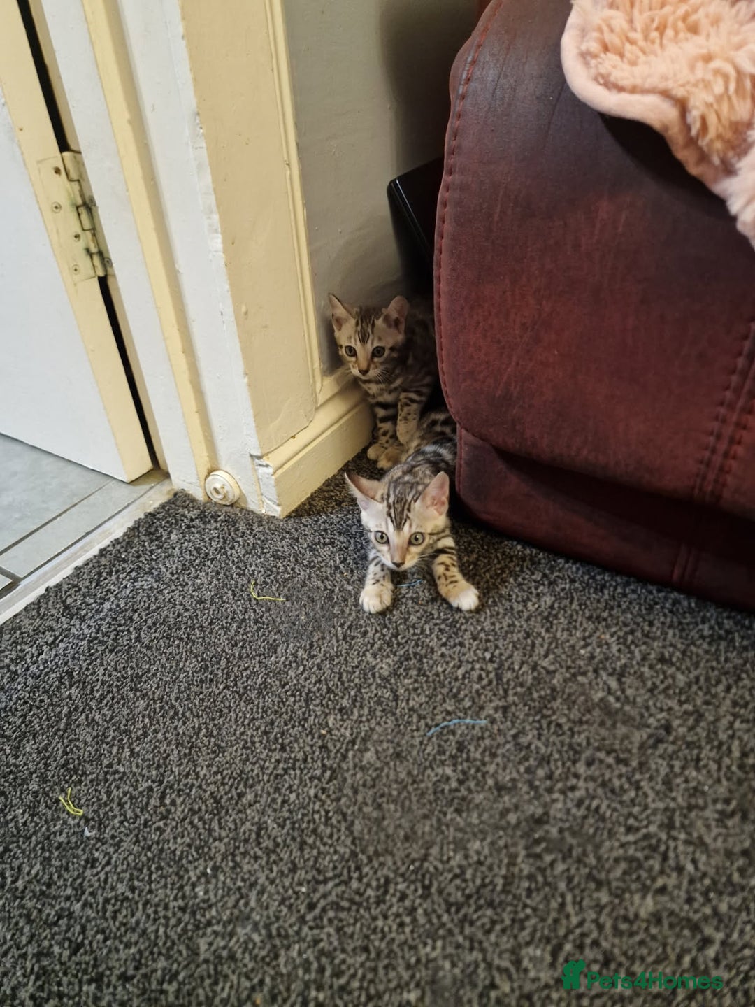 Bengal cats for sale: Silver bengals - Image 6