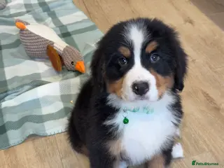 Bernese Mountain Dog dogs KC Registered Bernese mountain pups - Advert 1