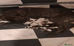 German Shorthaired Pointer dogs for sale: Mischew’s puppies - Image 3