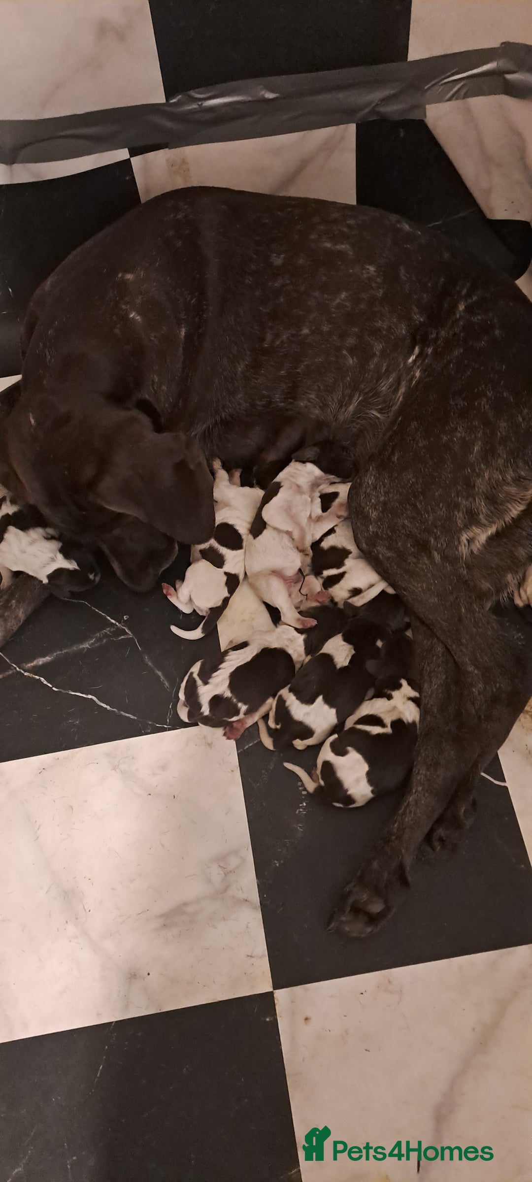 German Shorthaired Pointer dogs for sale: Mischew’s puppies - Image 3