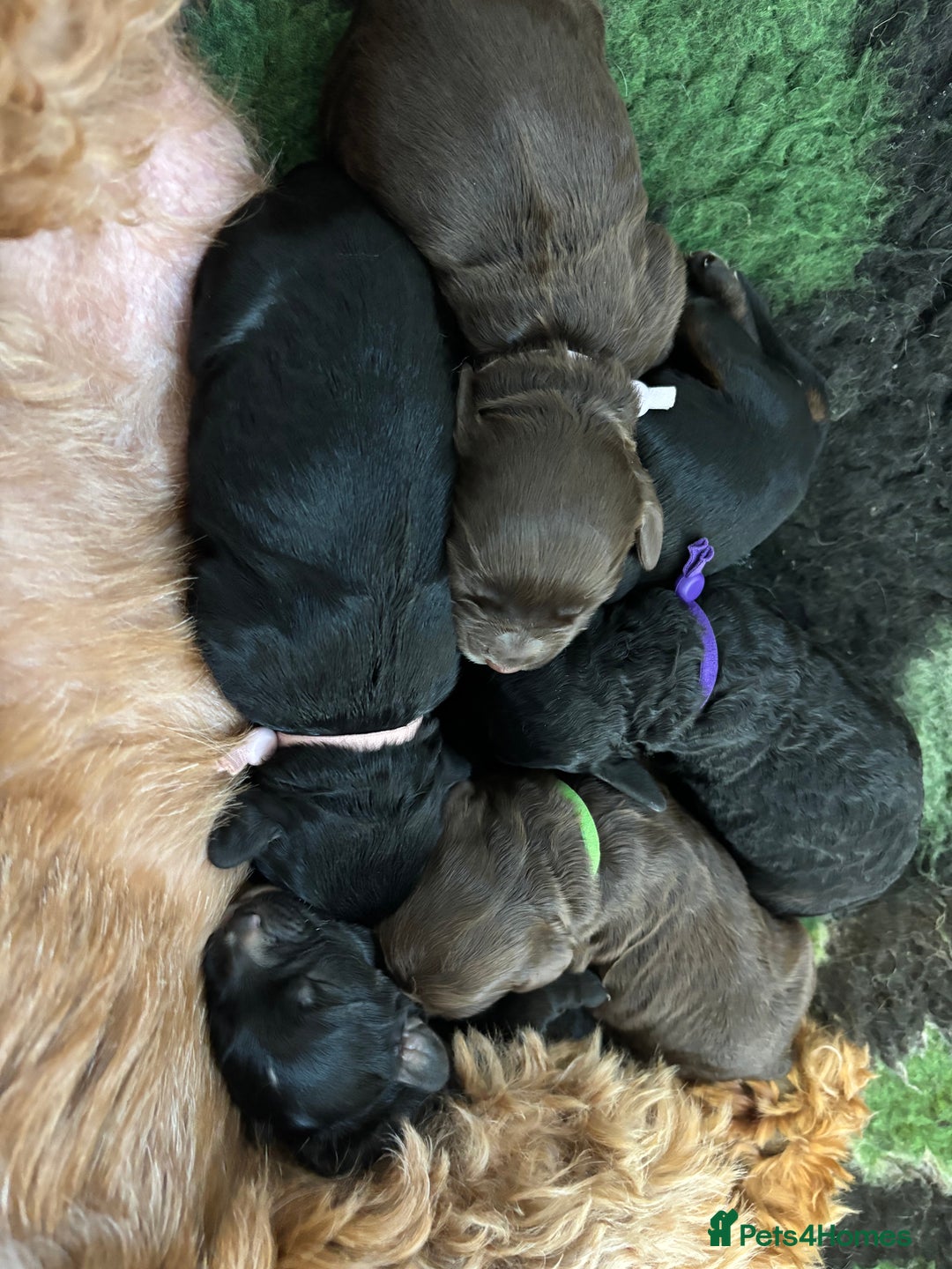 Cockapoo dogs for sale: F2 cockapoo’s (last girl) - Advert 7