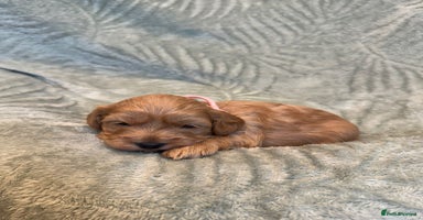 Cavapoo dogs - Advert 8