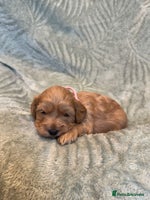 Cavapoo dogs - Advert 8