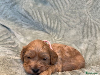 Cavapoo dogs - Advert 7