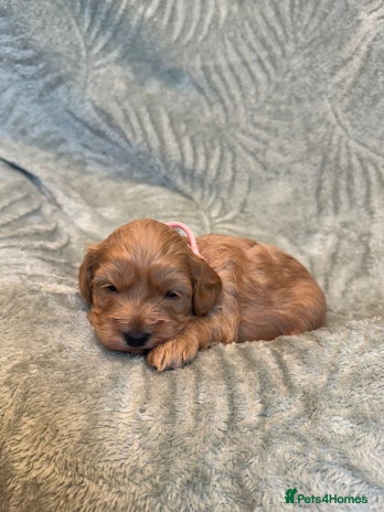 Cavapoo dogs - Advert 1