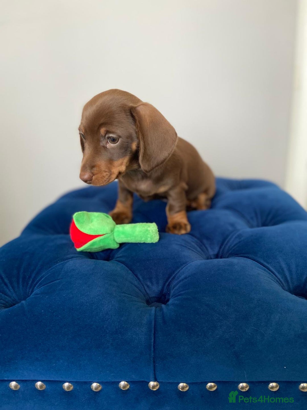 Miniature Dachshund dogs for sale: TURE MINIATURE DACHSHUND  - Advert 11