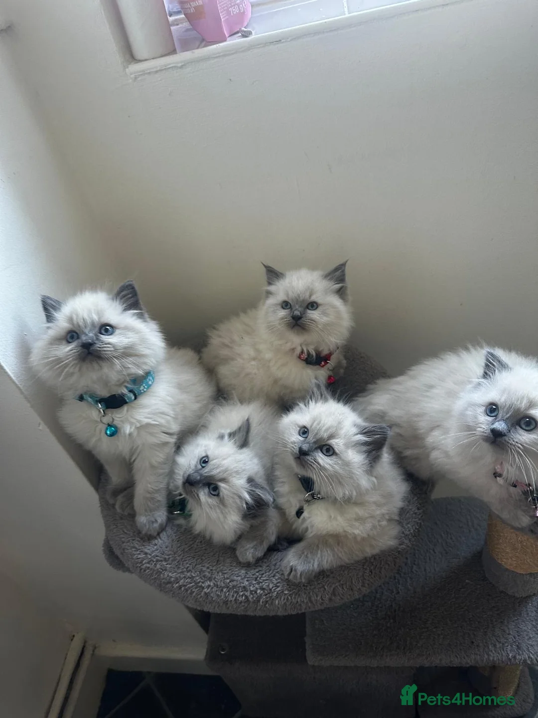 Ragdoll cats for sale: Beautiful ragdoll kittens for sale - Advert 1