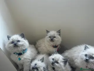 Ragdoll cats Beautiful ragdoll kittens for sale - Advert 3