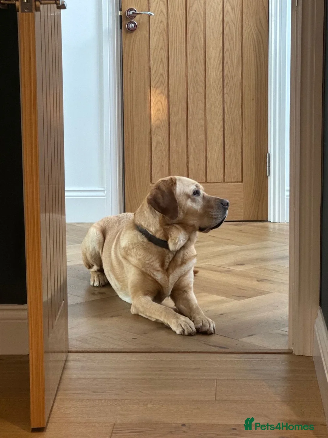 Labrador Retriever dogs for stud: looking to stud Dylan in Princes Risborough - Advert 2