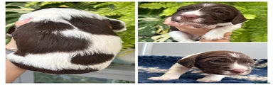 English Springer Spaniel 3