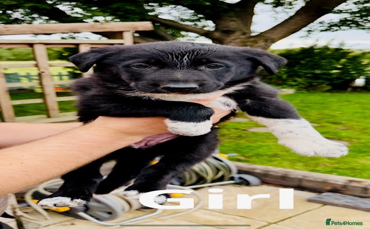 Mixed Breed dogs - Advert 2