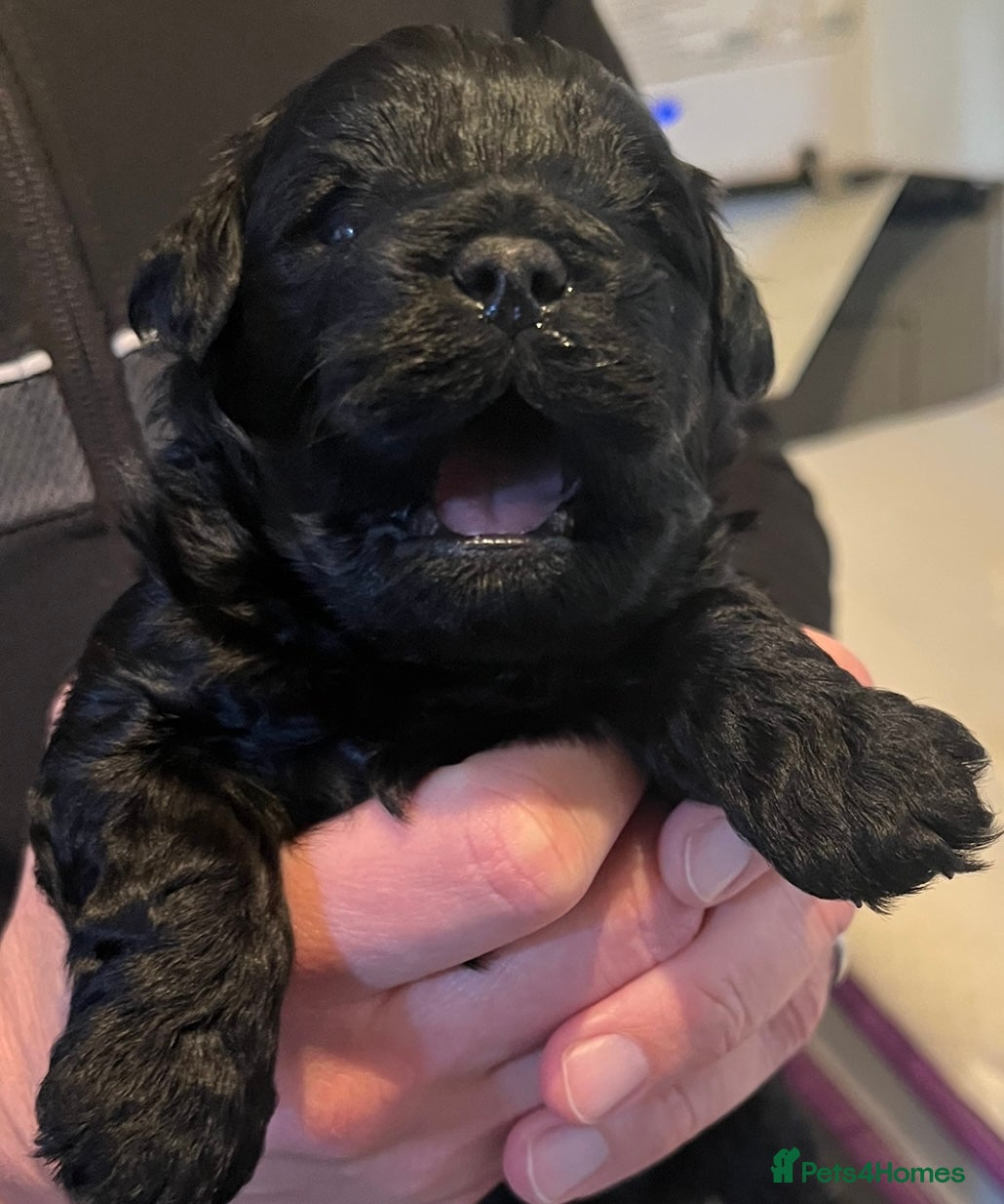 Yorkiepoo dogs Stunning Yorkipoo puppies - Advert 2