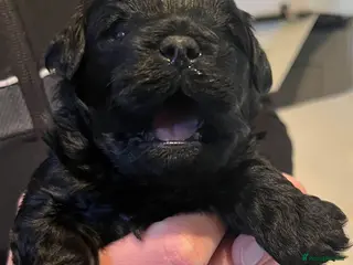 Yorkiepoo dogs Stunning Yorkipoo puppies - Advert 2